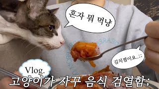 vlog 하악 절제 고양이와 노묘 모시기 프리랜서 집사 일상 브이로그 [upl. by Ihsar]