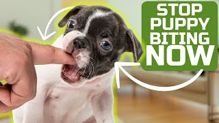 How To Stop Puppy Biting Easily [upl. by Latsirc877]