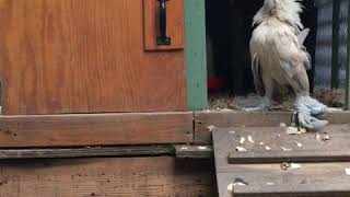 Porcelain Belgian Bearded D’Uccle Bantam Rooster [upl. by Aipotu230]