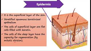 General anatomy Skin [upl. by Ellierim]