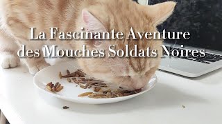 La fascinante aventure des mouches soldats noires [upl. by Elora]