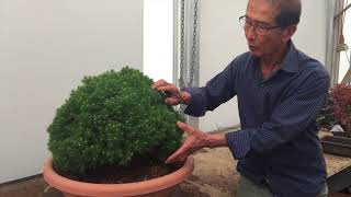 How to create a Bonsai from Raw Material [upl. by Timms]