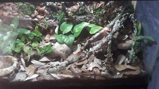 making a bioactive rat snake tank [upl. by Eustacia236]