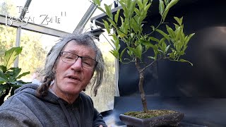 Pruning My Calamondin Orange The Bonsai Zone Oct 2024 [upl. by Trillby471]