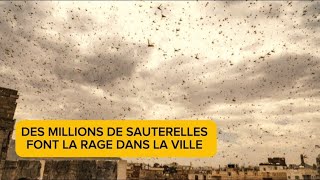 Un garçon découvre des millions de sauterelles dans une grotte peu après envahissants la ville [upl. by Nathaniel]