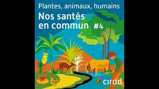 Moustiques localisés 4  Plantes animaux humains  nos santés en commun [upl. by Olpe]