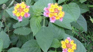 Benefits of Lantana Camara plant [upl. by Nit]