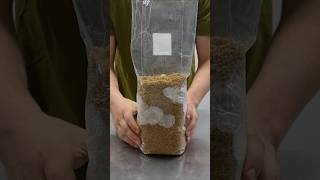 How to Make Mushroom Spawn Bags mushroomgrowing [upl. by Igic]