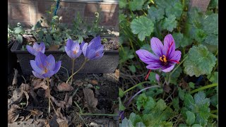 Autumn flowering Crocuses and saffron crocus Crocus speciosus C ochroleucus and C sativus 4K [upl. by Fonz186]