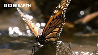 A Breathtaking Swarm of 100 Million Butterflies  Earths Great Seasons  BBC Earth [upl. by Bravin]