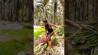 Both harvesting and taking palm fruit are difficultviralshortpalmgardenmalaysiafarmingfishing [upl. by Deanna406]