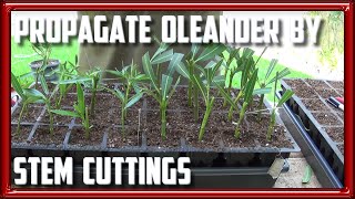 How to Propagate Oleander from Stem Cuttings [upl. by Mathur]