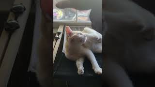 Tobey playing on his hammock kittentherapy cat catspaw [upl. by Uile359]