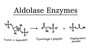 What are Aldolase Enzymes  MCAT Biochemistry  Foundational [upl. by Ekim]