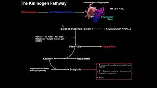 Coagulation  The Kininogen Pathway amp Bradykinin [upl. by Sucramaj]