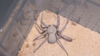 🕷 ☠Sicarius terrosus  Una araña de uno de los géneros más venenosos del planeta ☠🕷 [upl. by Thetes]