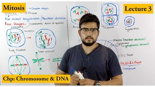 Mitosis  Stages of Mitosis  Cell cycle  Lecture 3 [upl. by Arlan]