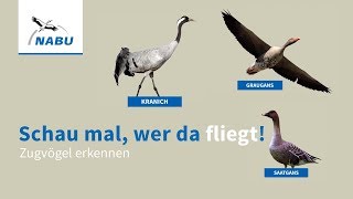 Kraniche und Gänse Zugvögel am Himmel erkennen [upl. by Melesa127]