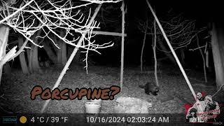 Black bearcoonsporcupine and a coyote this weeks trail cam report Kirkfield Ontario Canada [upl. by Tsnre]