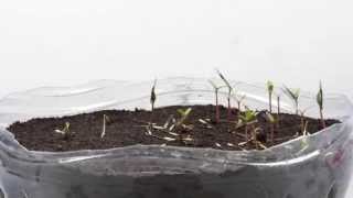 Germination TimeLapse  Phacelia and Tagetes patula [upl. by Conlee]