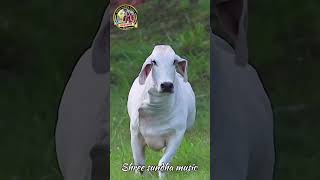 Jay gau mata 🥺❤️🙏 jaygaumata gaumata gautambuddha gaurav gautam viralvideo viralshort shots [upl. by Lenad]