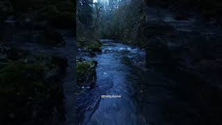 Beautiful nature 😌😌 relaxingmusic sleeptightintherain nature [upl. by Odlabso]