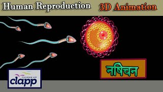 Fertilization 3D Animation [upl. by Joly275]