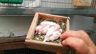 Diamond doves breeding season20200510 [upl. by Cromwell]