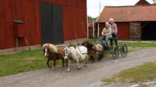 Four in hand with Mini Shetland Ponys [upl. by Dnomra636]