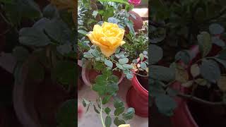 flowers gardeningdiaryrosetips gardening rosegardening rose rosecaring plants rosenursery [upl. by Herm]