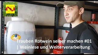 Trauben Rotwein selber machen 01  Weinlese und Weiterverarbeitung [upl. by Nnylrac357]