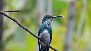 The Mangrove Hummingbird [upl. by Haridan805]