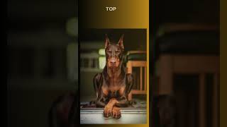 Top 10 Smartest Dog Breeds In The World [upl. by Bittencourt435]