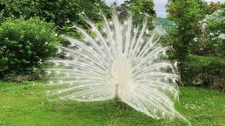 White Peacock  Opening Feathers [upl. by Doble]