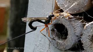 Parasitoid Wasps [upl. by Suivatna]