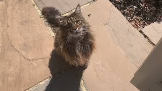 Maine Coon Cat Talking Purring amp Bursting With Affection [upl. by Eetnom388]