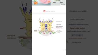 spermatogenic cellsampblood testis barriermale histology for pharmacyصيدلة الزقازيق [upl. by Eugenio]