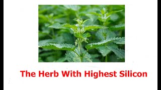 Nettle  The Herb With Highest Silicon On Earth To Heal Your Body amp Soul [upl. by Shuma161]