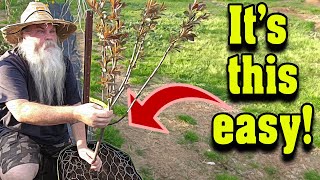 Planting Bare Root PLUM Trees in Containers or In Ground Step by Step [upl. by Anilesor]