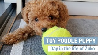 TOY POODLE PUPPY  Cute Toy Poodles  Mini Poodle Puppy  Day in the life of Zuko [upl. by Aihsek]