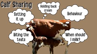 Calf Sharing Answering all of your questions [upl. by Arema]