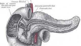 duodenum anatomy relation of duodenum anatomy parts of duodenum anatomy relation DrNY [upl. by Aicirpac]