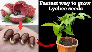 Fastest way to grow Lychee tree from seeds [upl. by Stalder]