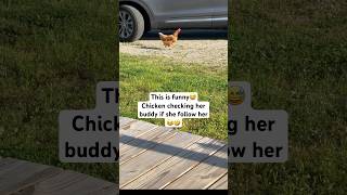 Chicken and reflection funny filam talking [upl. by Analli]