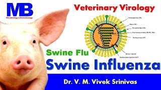 SWINE INFLUENZA  Microbiology  Vivek Srinivas  H1N1 Swineflu Pigflu [upl. by Alodi425]