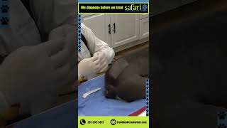 Lower back steroid injection safarivet [upl. by Eugene]