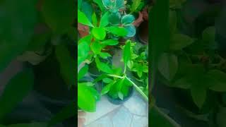 Euphorbia bicompacta plantseuphorbiahouseplant nature [upl. by Eimia]