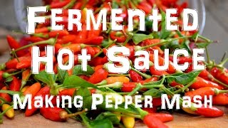 Homemade Tabasco Hot Sauce  Making Pepper Mash  Part 1 of 2 [upl. by Llennej]