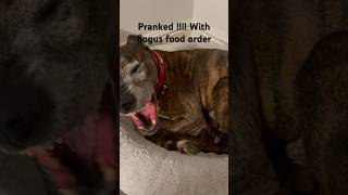 Pranked again with pretend food order funny dog pranked [upl. by Enimsaj169]