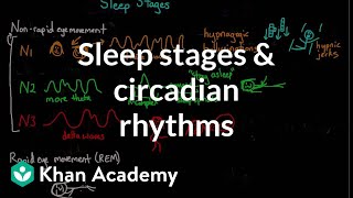 Sleep stages and circadian rhythms  Processing the Environment  MCAT  Khan Academy [upl. by Burkhart]